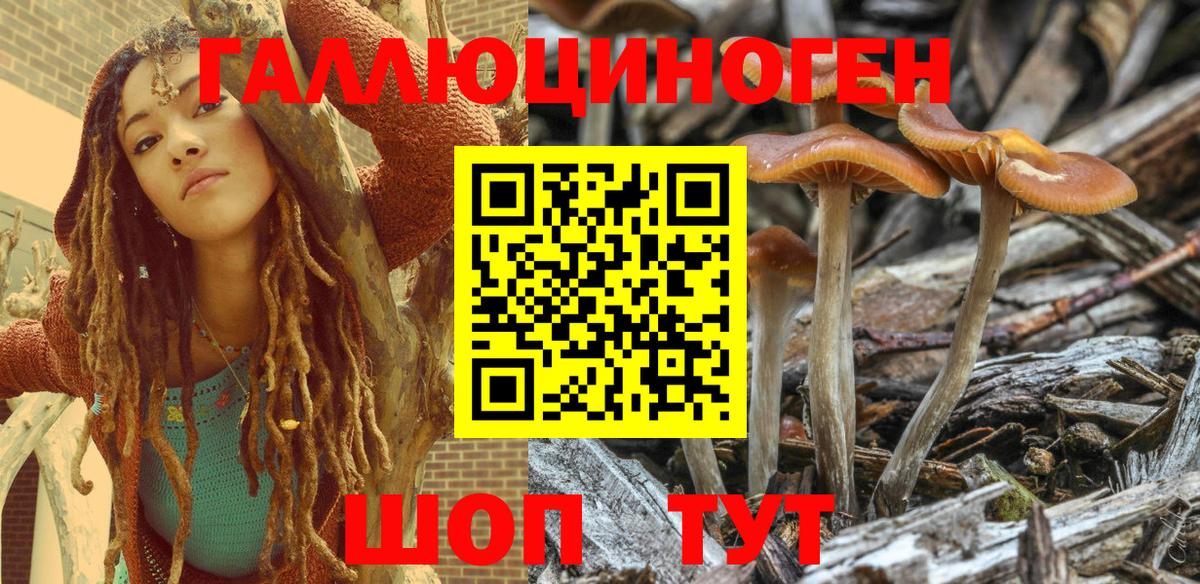 Псилоцибиновые грибы Psilocybe Ухта